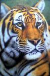 Wildlife Art Painting