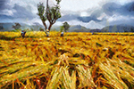Thai Rice Fields painting on canvas TRM0008