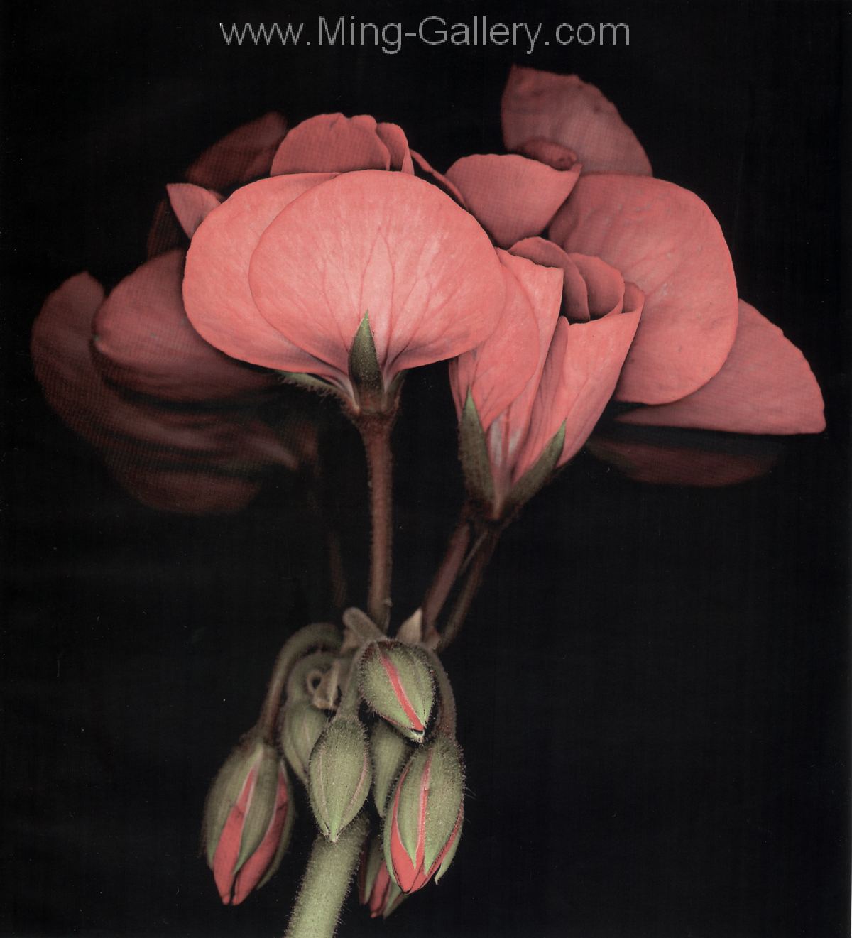 FLO0094 - StillLife Flower Painting for Sale