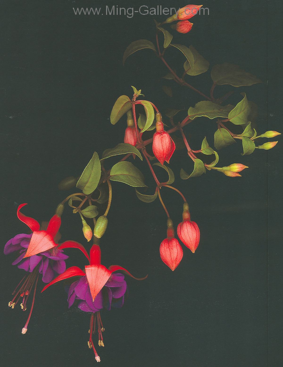 FLO0095 - StillLife Flower Painting for Sale