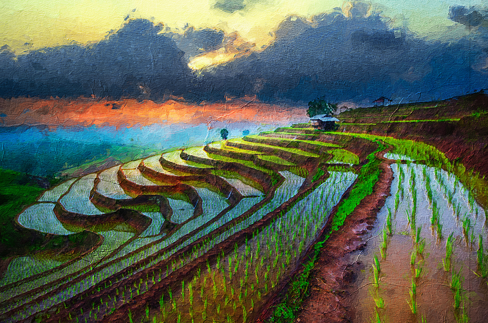 Thai Rice Fields painting on canvas TRM0001