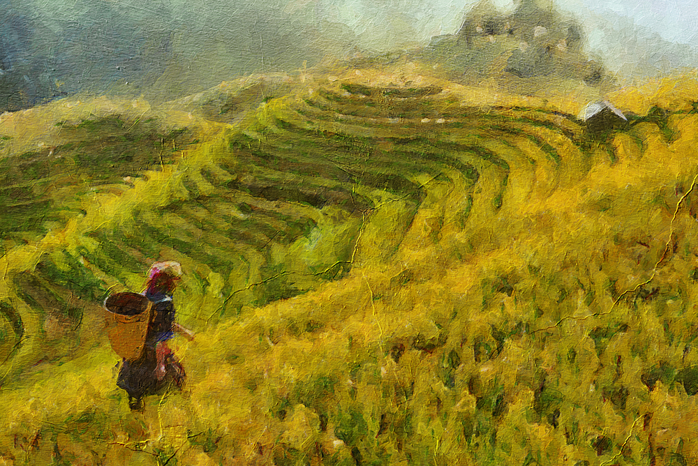 Thai Rice Fields painting on canvas TRM0002