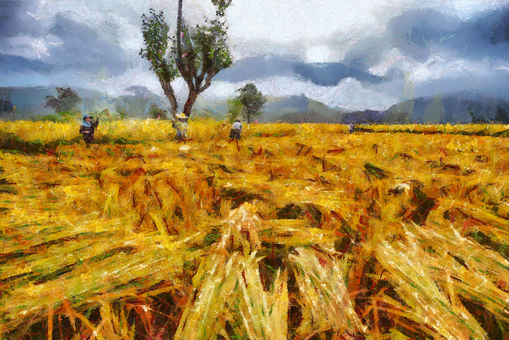 Thai Rice Fields painting on canvas TRM0008