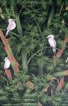  ,  ANB0021 Oil Painting of Birds for Sale