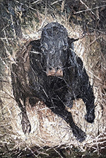 Bulls painting on canvas ANU0008
