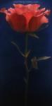StillLife Flower Painting for Sale