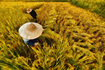 Thai Rice Fields painting on canvas TRM0009