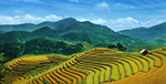 Thai Rice Fields painting on canvas TRM0011