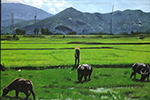 Thai Rice Fields painting on canvas TRM0014